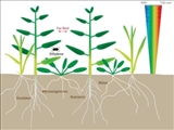 Department of Agronomy & Medicinal plants
